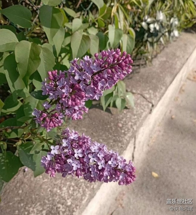 【广州的花花们】繁花盛开