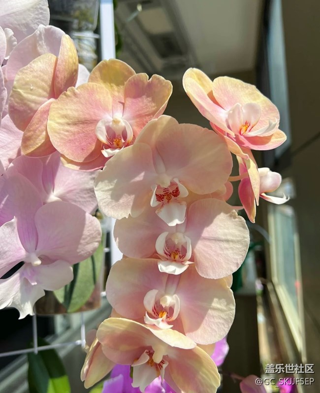 【春花浪漫】+阳台小花园，浪漫满溢