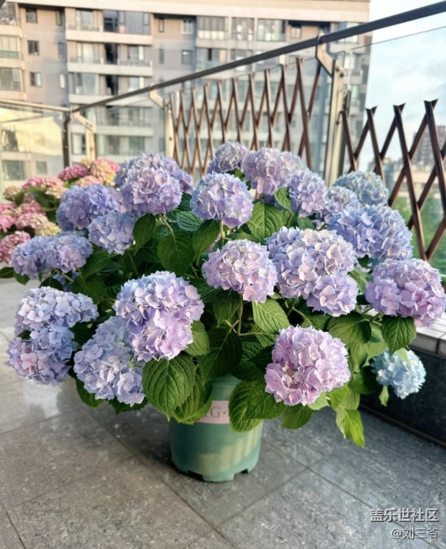【春花浪漫】+阳台花海，浪漫满屋
