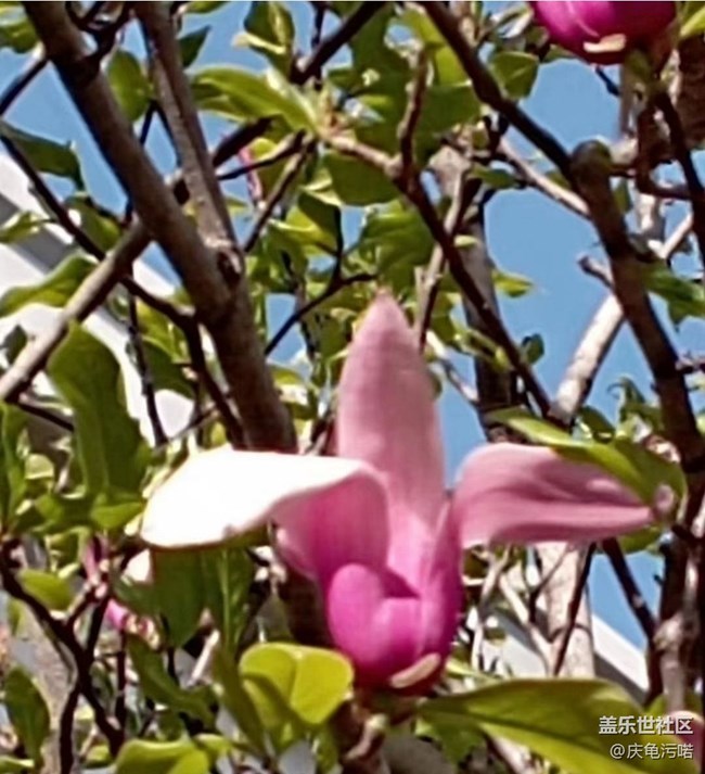 【广州的花花们】繁花盛开