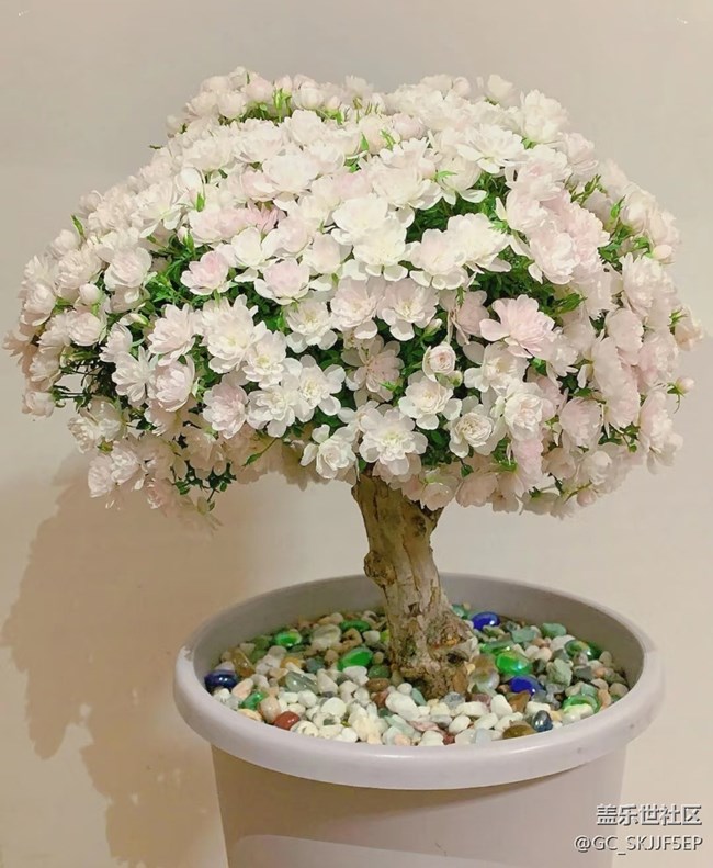 【春花浪漫】+阳台小花园，浪漫满溢