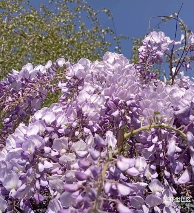 【广州的花花们】繁花盛开