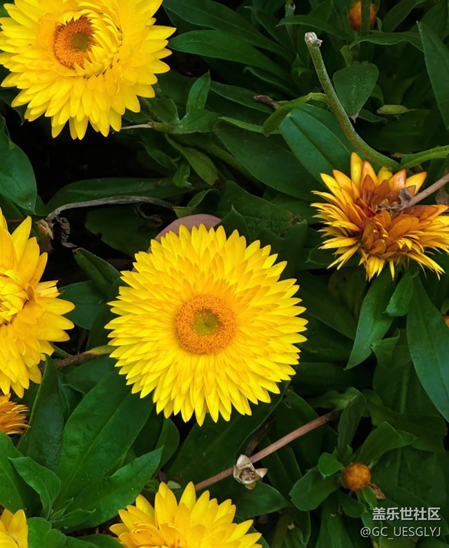 【春花浪漫】+被黄色花海包围的春日奇遇
