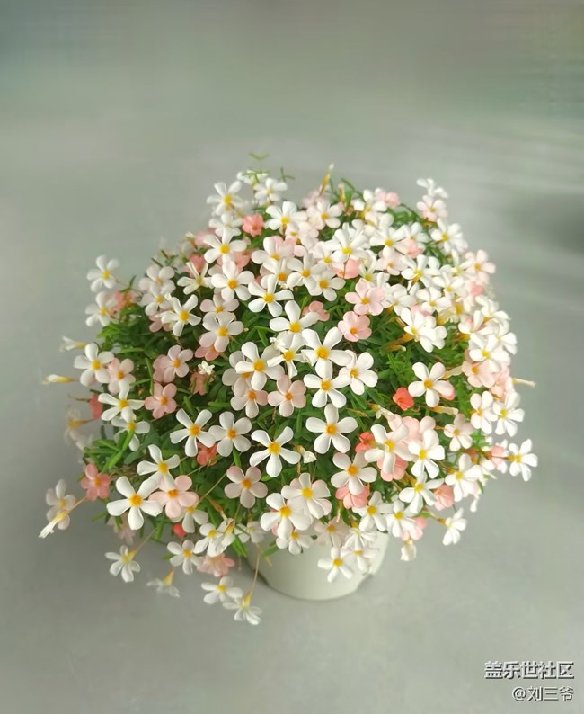 【广州的花花们】藏在花里的温柔时光