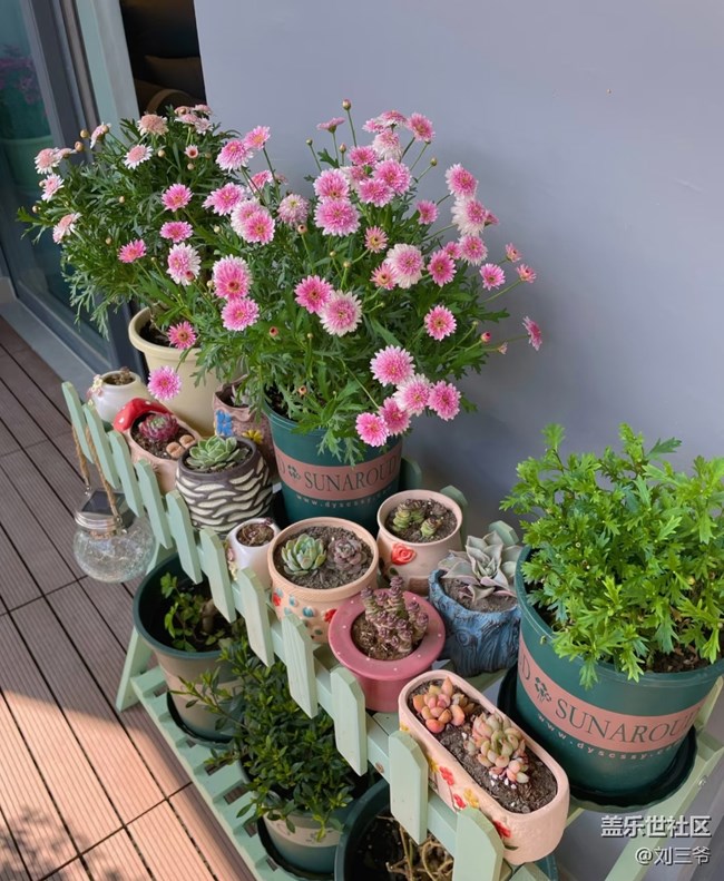 【广州的花花们】阳台小花园，我的诗与远方