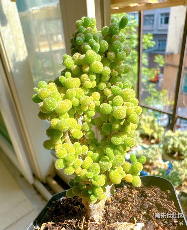 【广州的花花们】阳台花事，邂逅美好