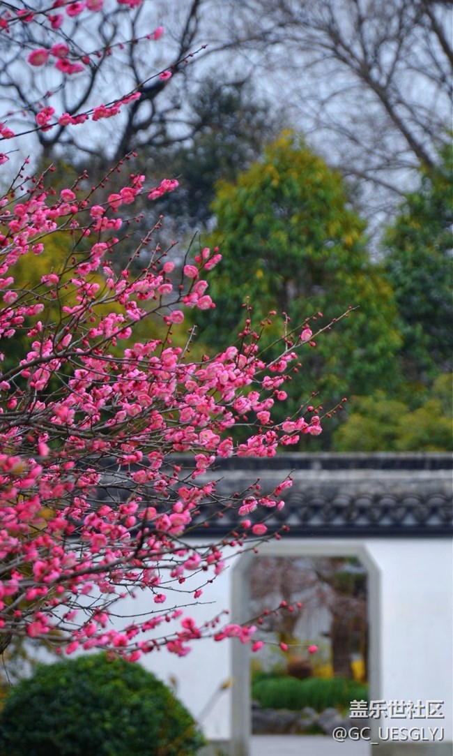 【春花浪漫】+寻芳记，邂逅花的盛宴