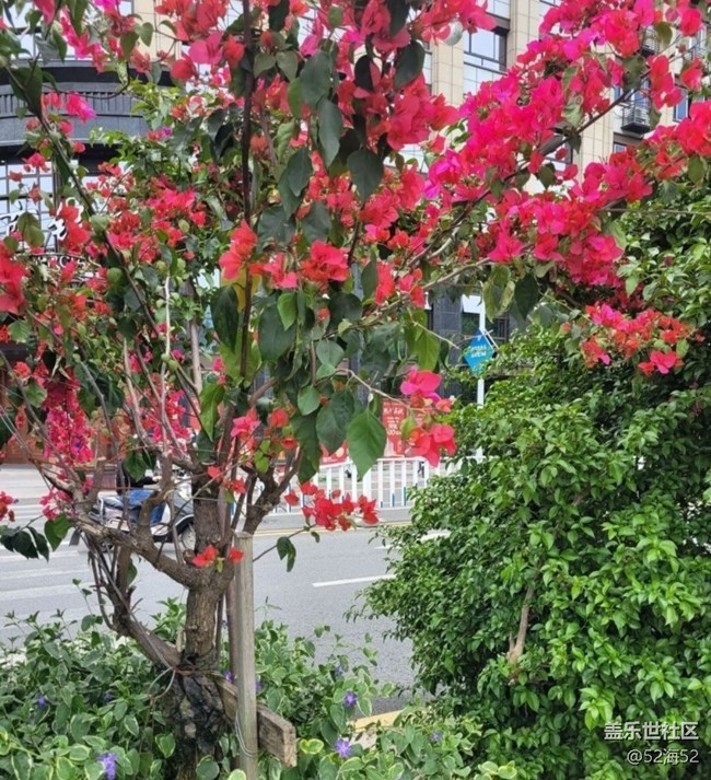 【春日寻花】漂亮的花儿