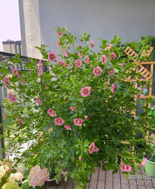 【广州的花花们】+阳台一隅，藏着生活的诗