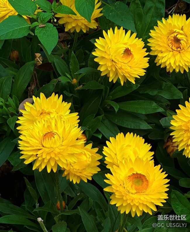 【春花浪漫】+被黄色花海包围的春日奇遇