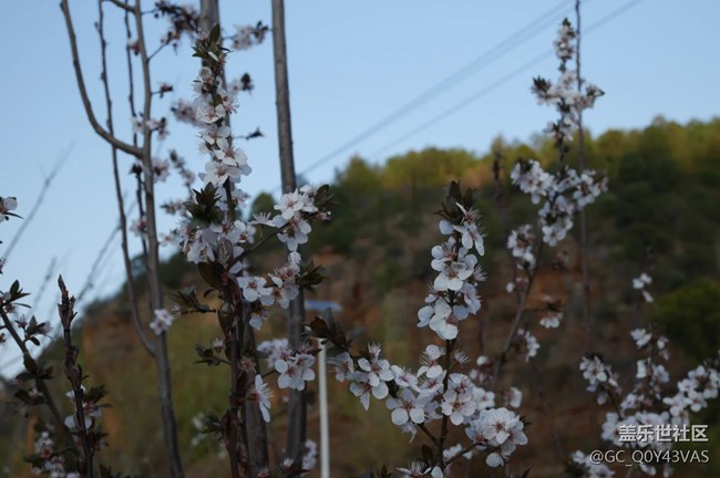 【广州的花花们】与繁花共赴春日之约