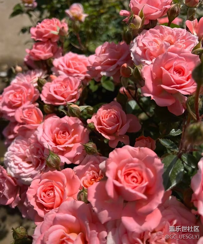 【春花浪漫】+花影寻韵，邂逅诗意时光