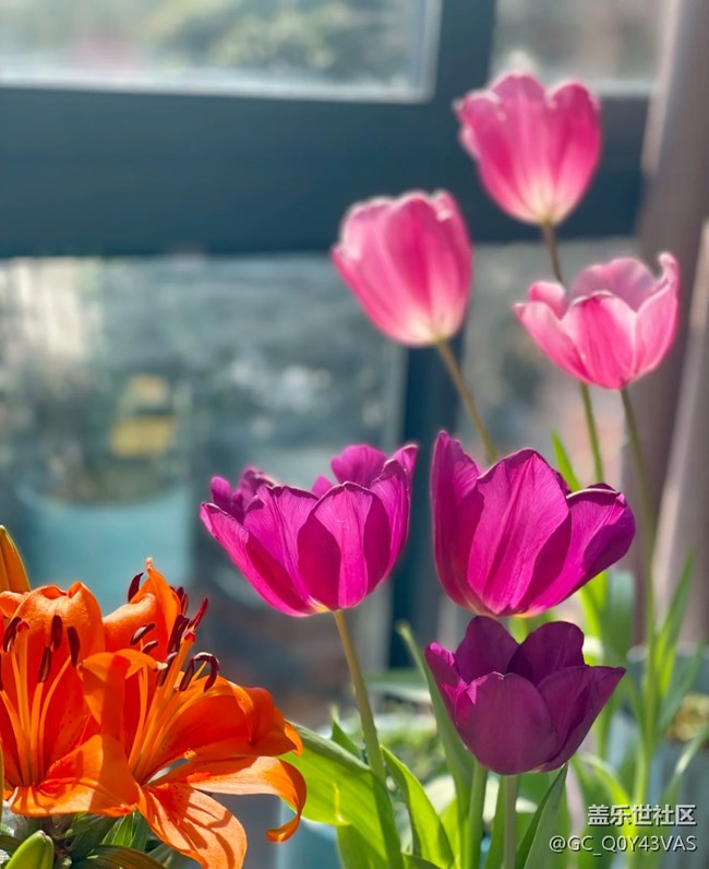 【广州的花花们】与繁花共赴春日之约