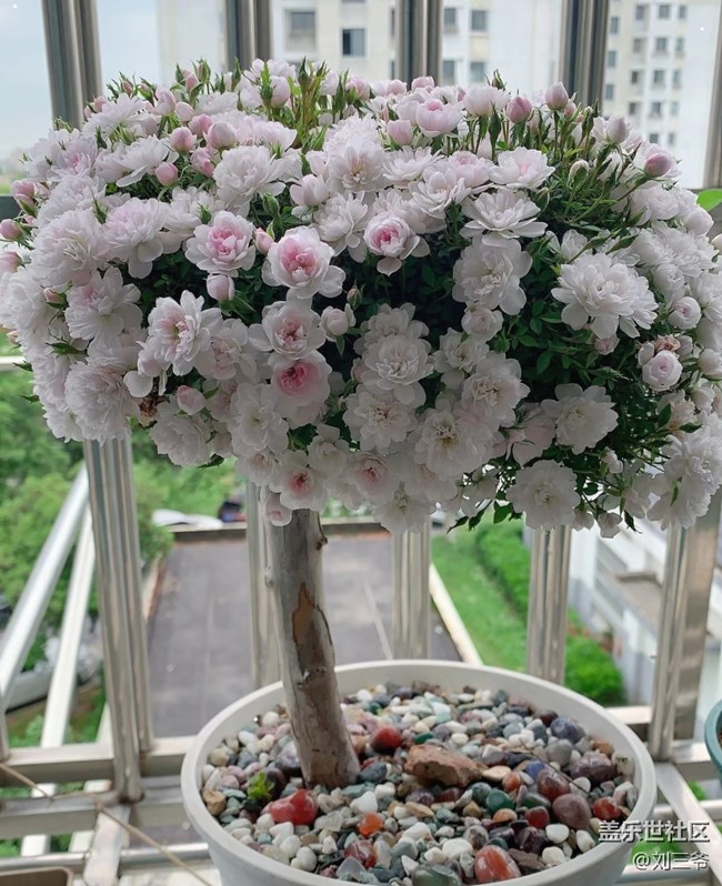【春花浪漫】+阳台花海，浪漫满屋