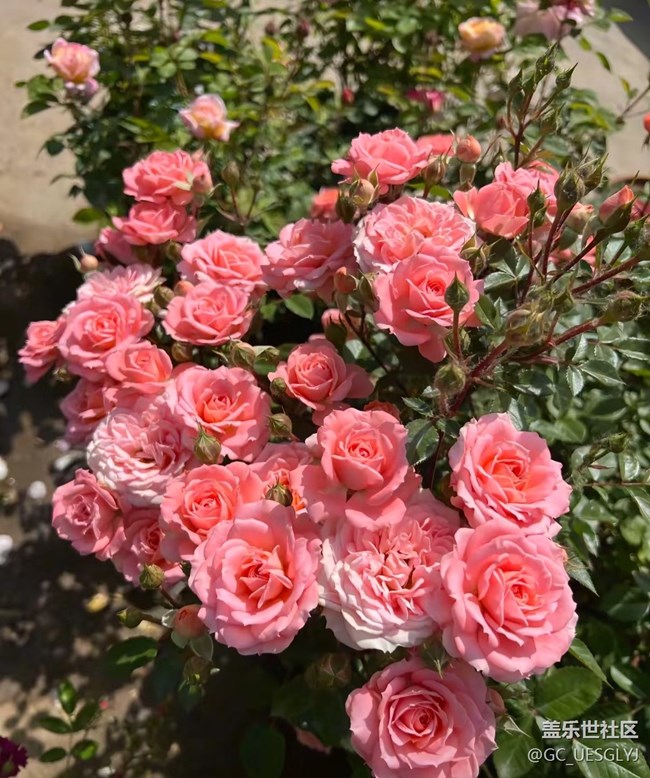 【春花浪漫】+花影寻韵，邂逅诗意时光