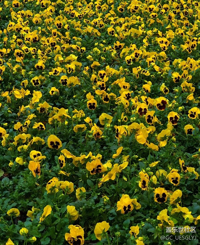 【春花浪漫】+被黄色花海包围的春日奇遇