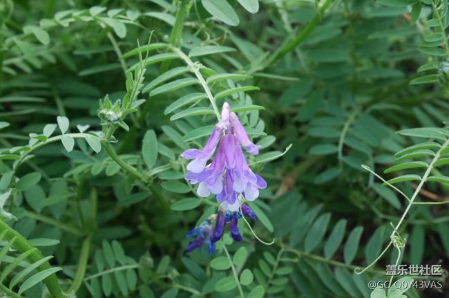 【广州的花花们】邂逅春日繁花盛景