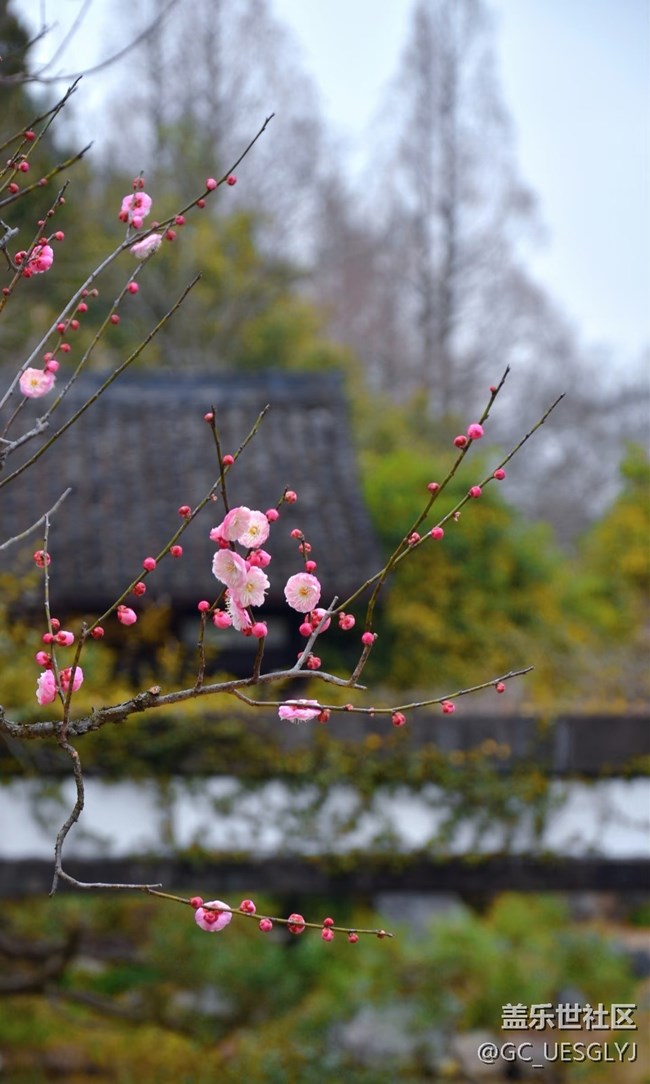 【春花浪漫】+邂逅春日浪漫