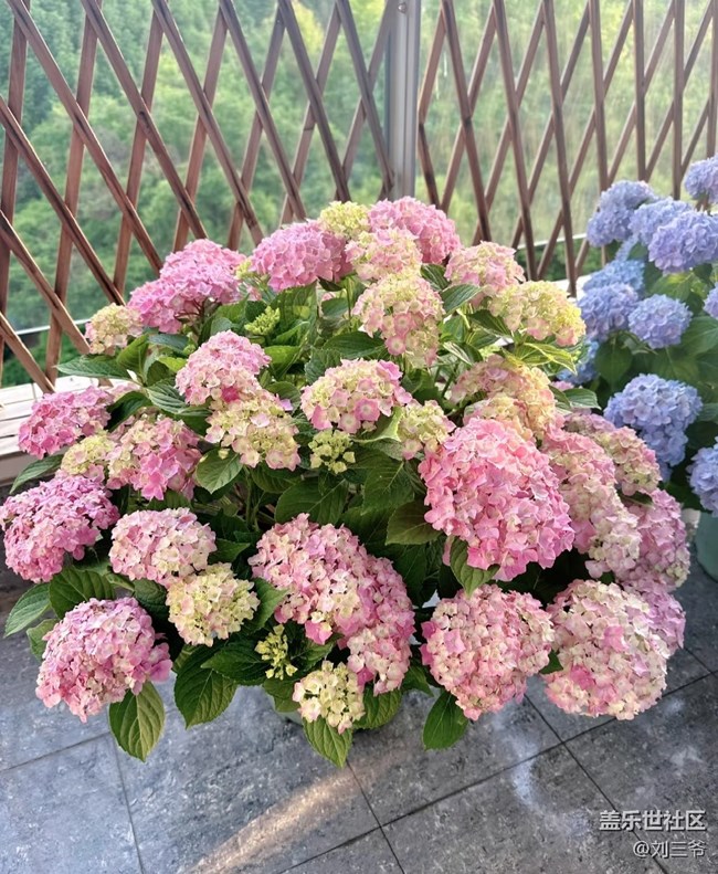 【春花浪漫】+阳台花海，浪漫满屋