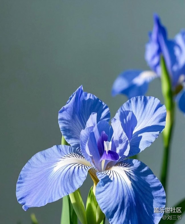 【广州的花花们】花影摇曳，邂逅美好