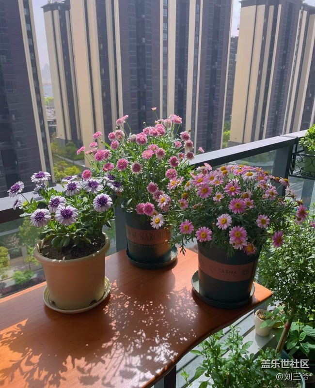 【广州的花花们】阳台小花园，我的诗与远方