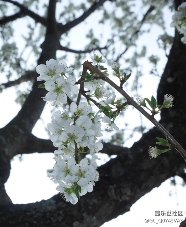 【广州的花花们】与繁花共赴春日之约