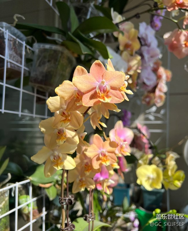 【春花浪漫】+阳台小花园，浪漫满溢