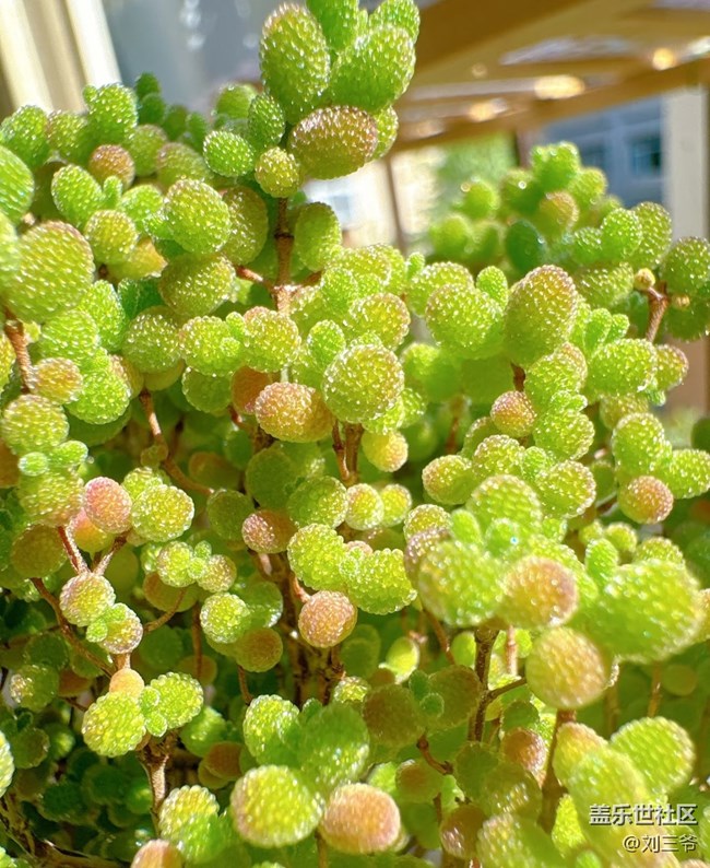 【春花浪漫】+多肉萌趣，点亮窗台
