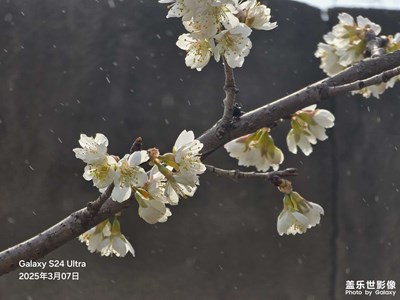 樱桃花