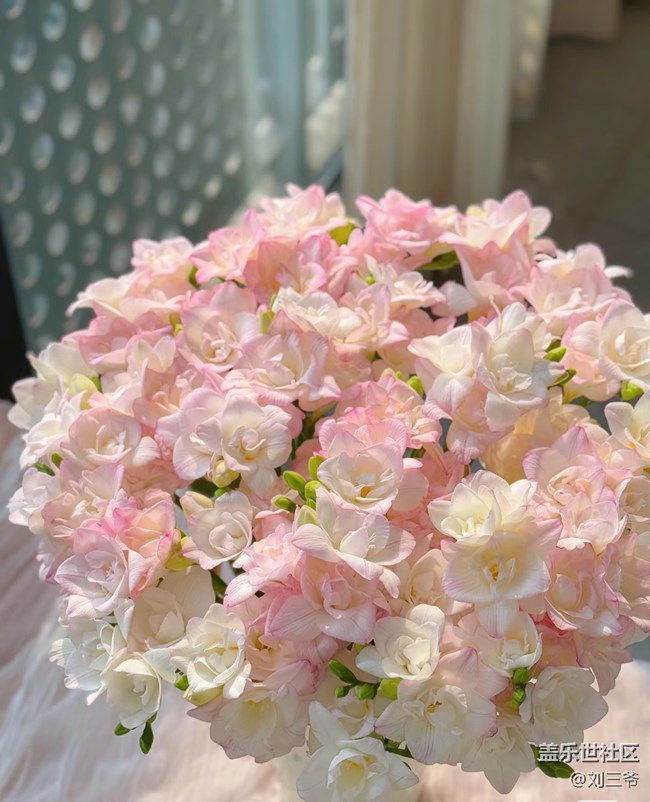 【广州的花花们】阳台花事，邂逅美好