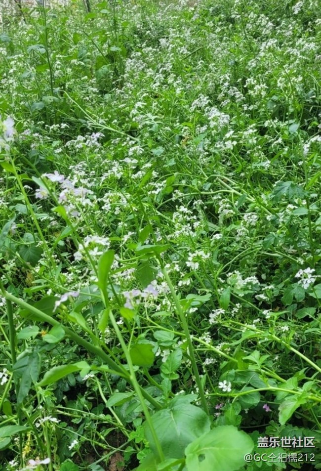 【春日寻花】粉色花
