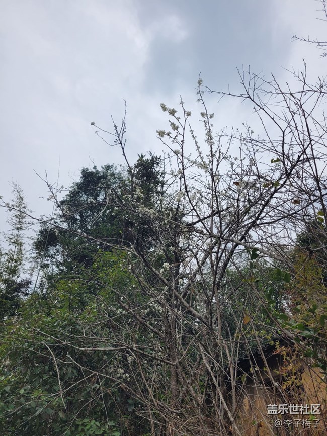 【春日寻花】春天花开