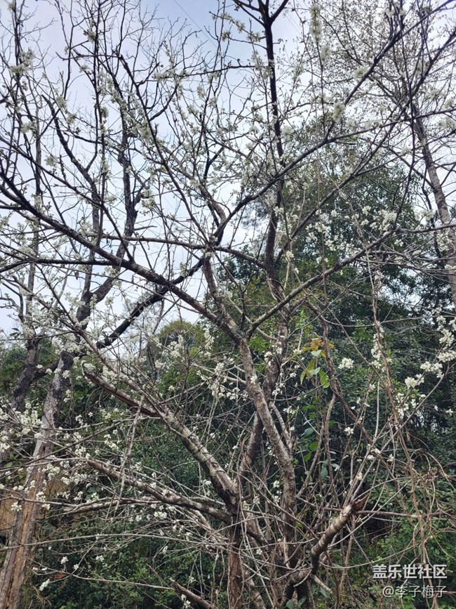 【春日寻花】春天花开