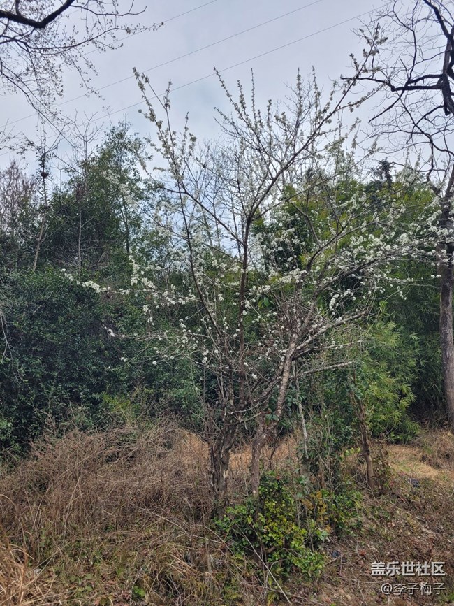 【春日寻花】春天花开