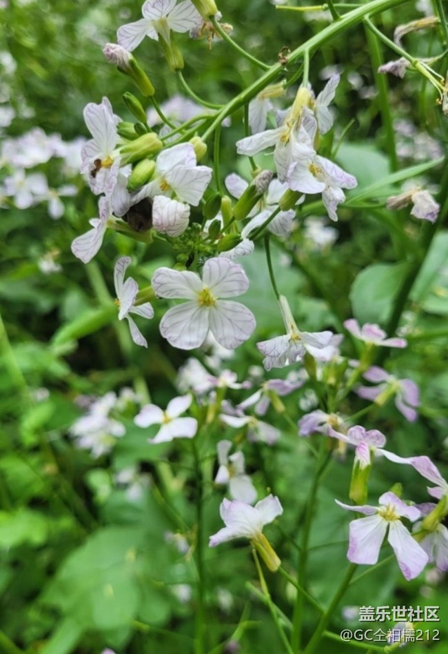 【春日寻花】粉色花