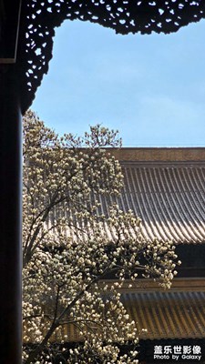 玉兰