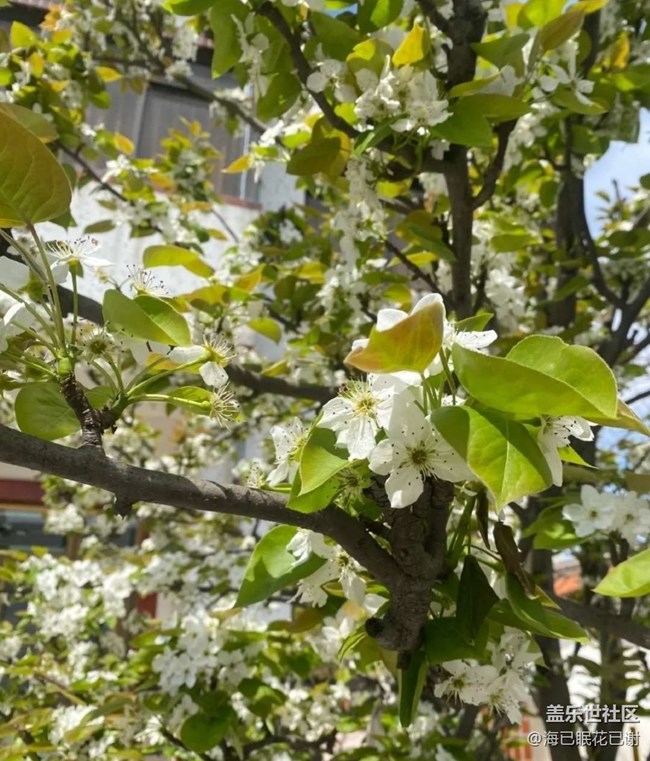 【春日寻花】春天来了