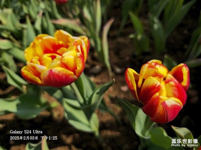 拍摄于腾冲西花岭