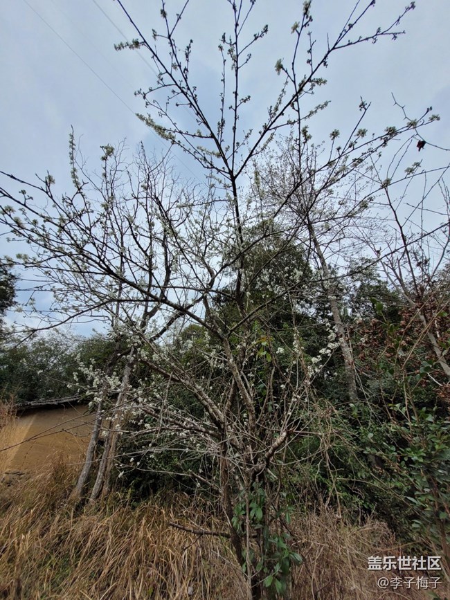 【春日寻花】春天花开