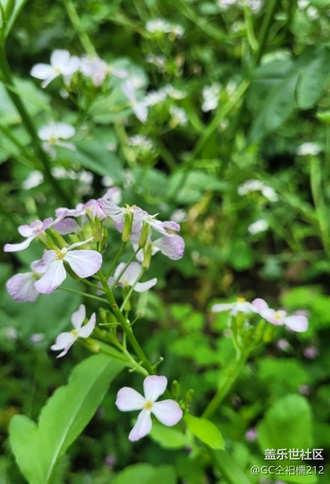 【春日寻花】粉色花