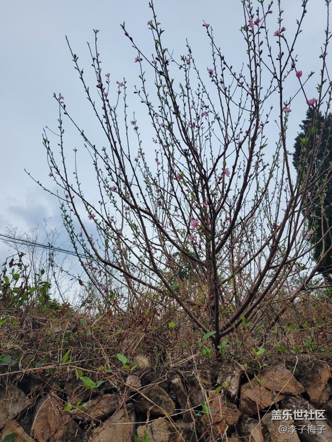 【春日寻花】春天花开