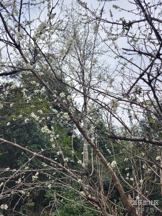 【春日寻花】春天花开