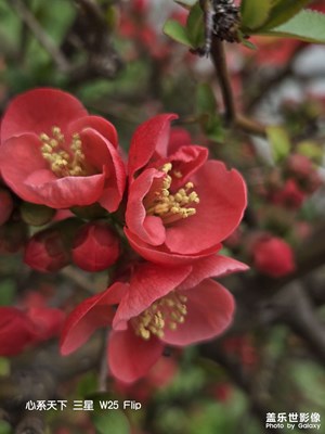 春暖花开，适合拍照