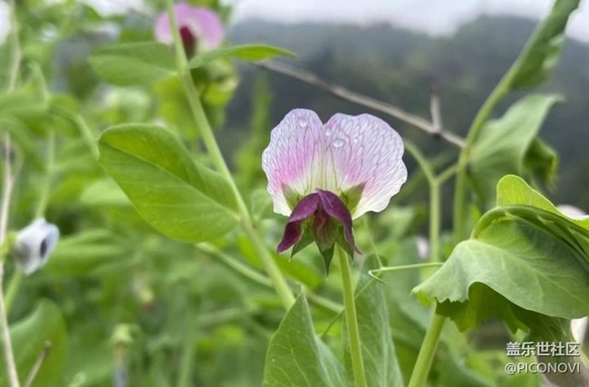 【广州的花花们】村花