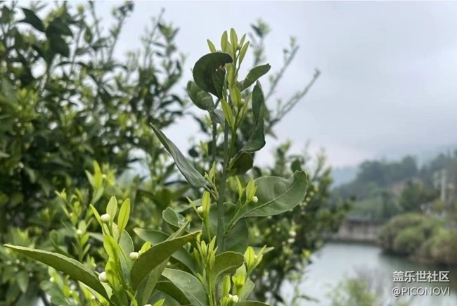 【广州的花花们】村花