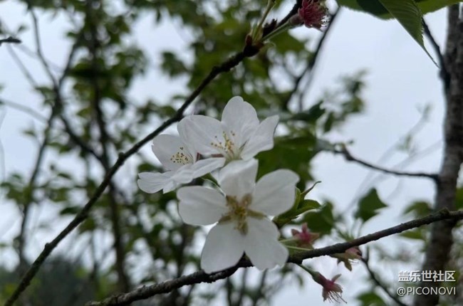 【广州的花花们】村花