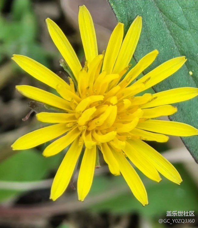 【春日寻花】花开茂盛