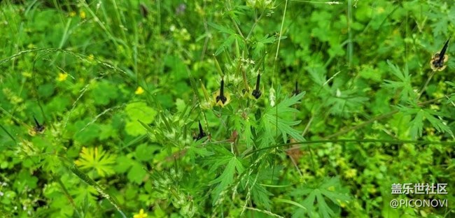 【春日寻花】绿色世界