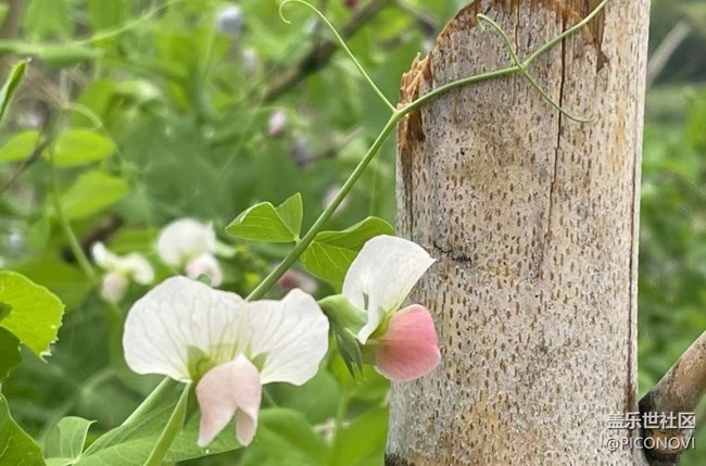 【广州的花花们】村花