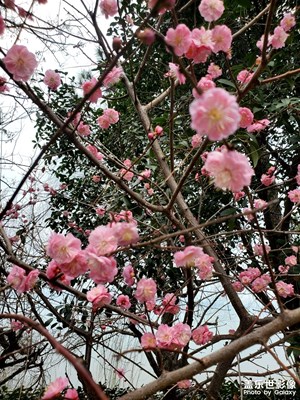 【光耀生活】+红梅花